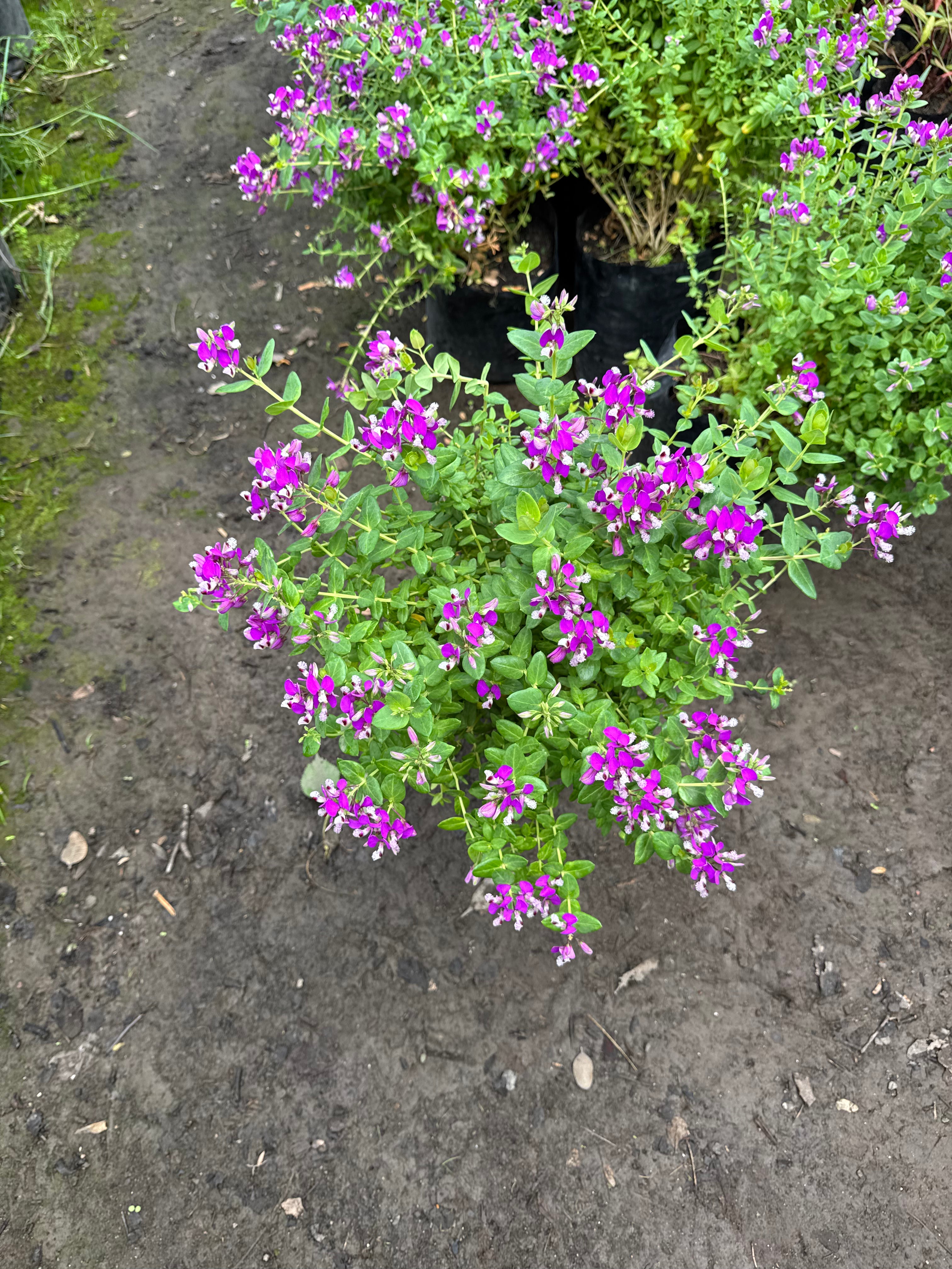 Polygala