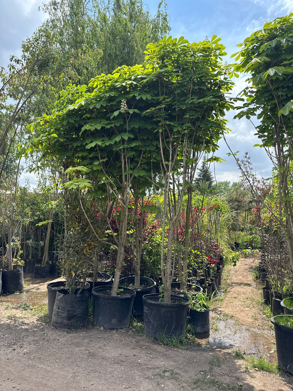 Castaño de la India