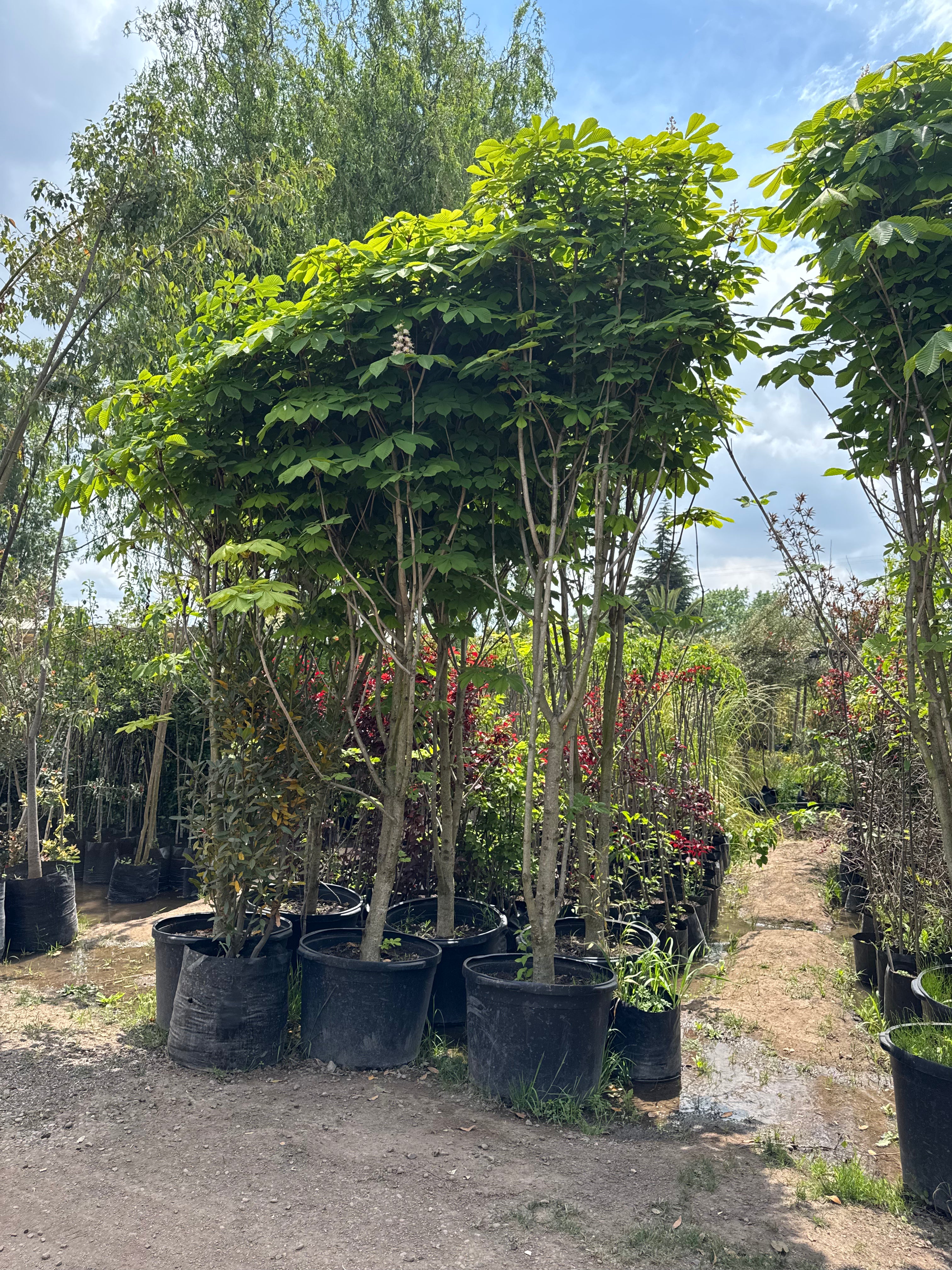 Castaño de la India