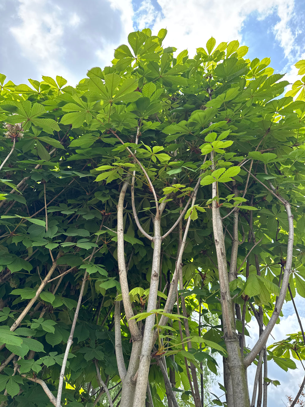 Castaño de la India