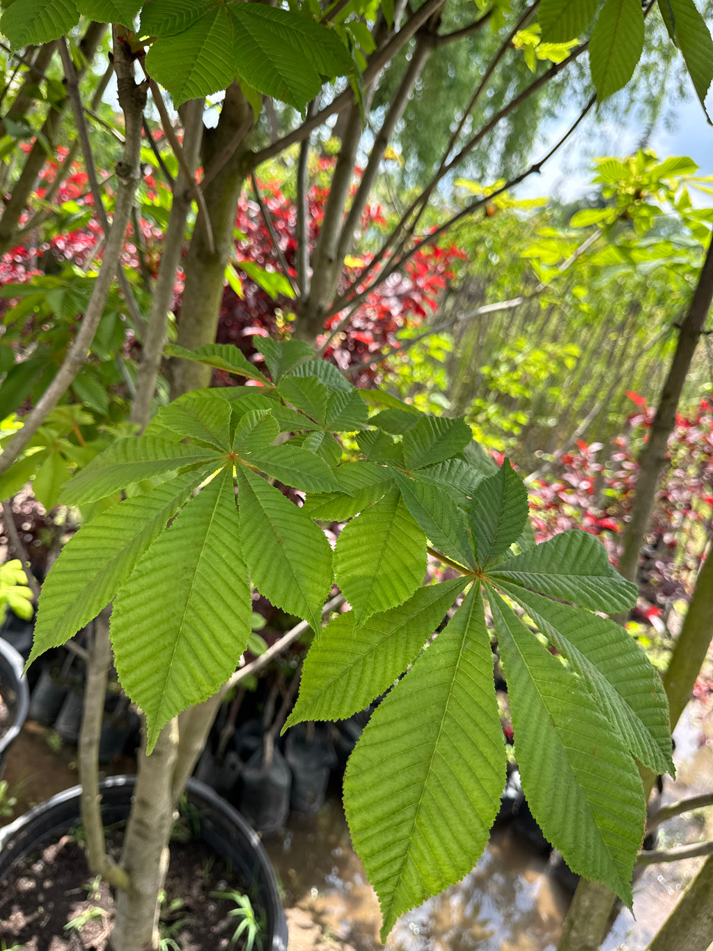 Castaño de la India