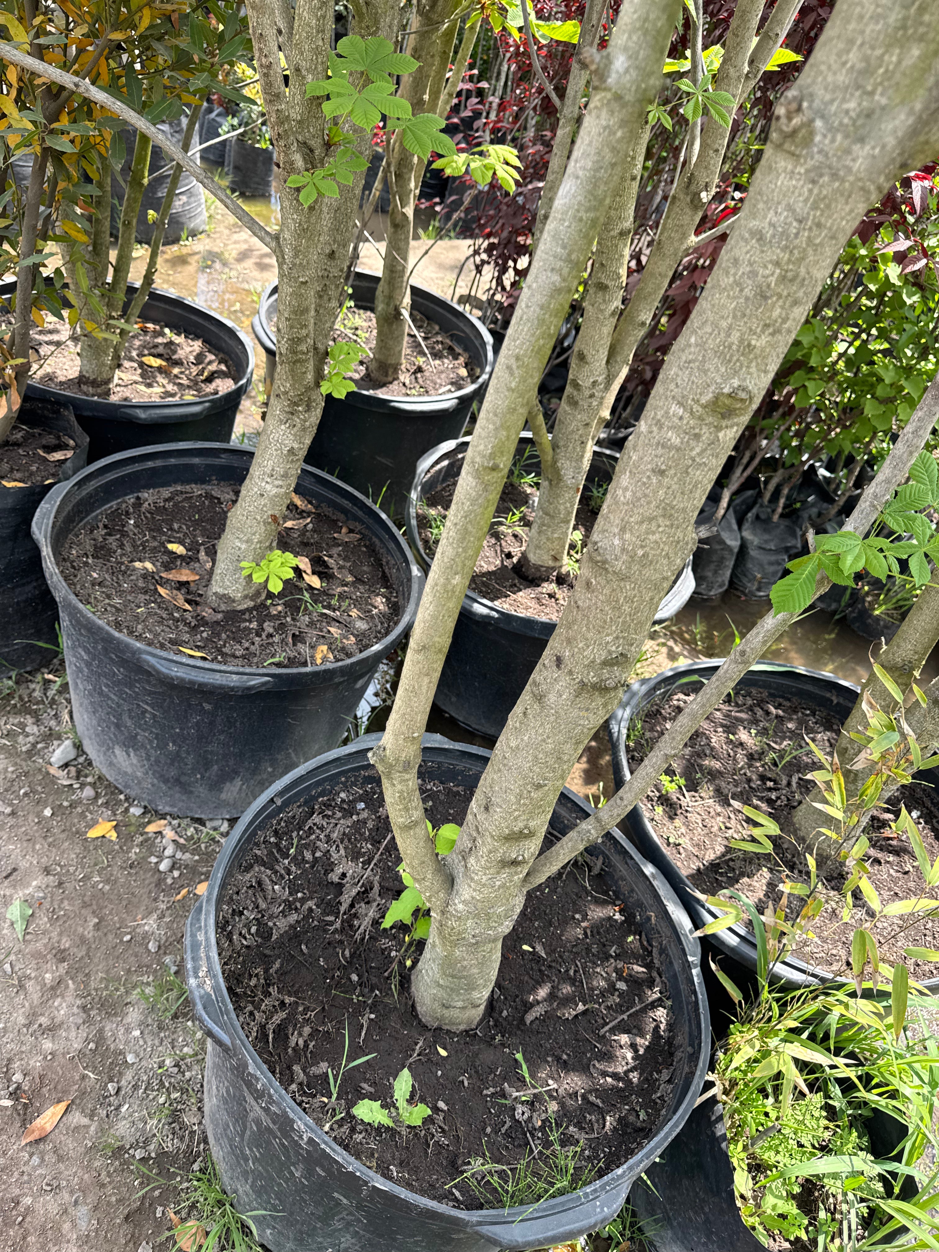 Castaño de la India