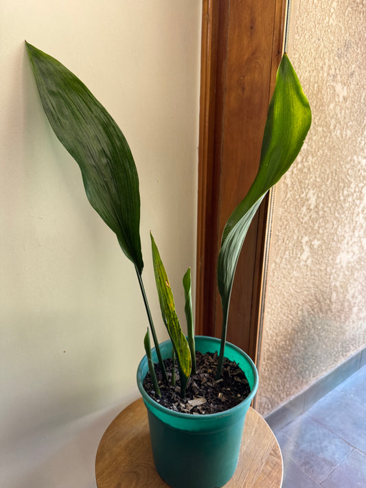 Aspidistra elatior