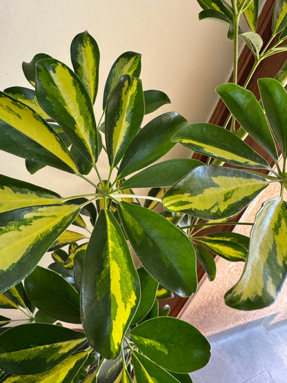 Aralia Cheflera (Cheflera)