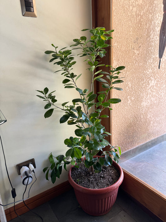 Ficus Microcarpa