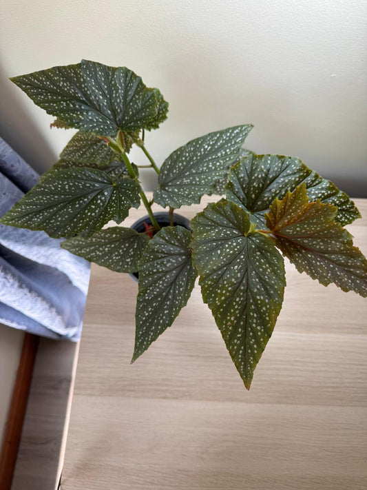 Begonia Alas de Angel