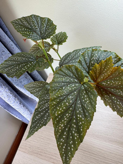 Begonia Alas de Angel