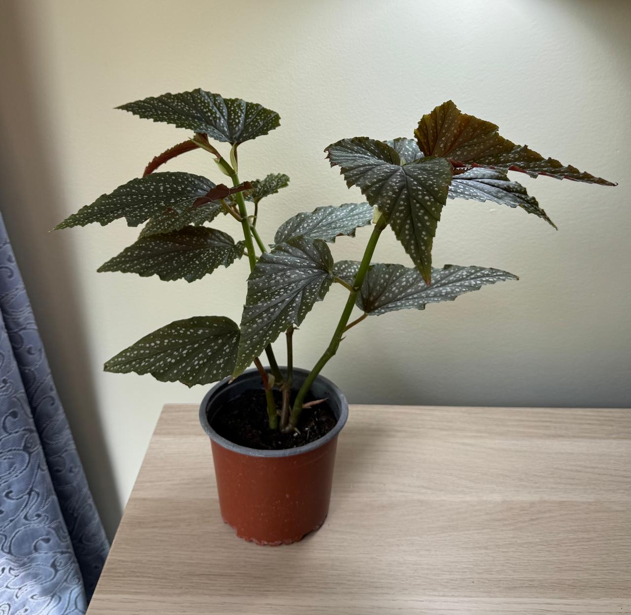 Begonia Alas de Angel