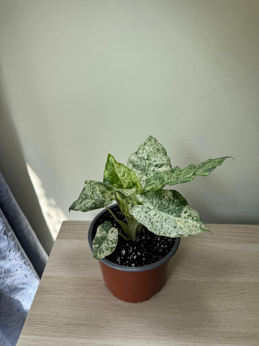 Alocasia Macrorrihizos Camouflage