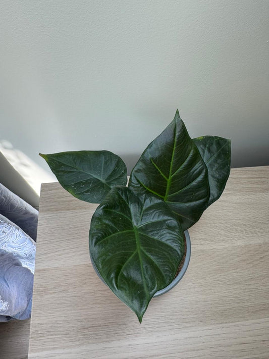 Alocasia Regal Shield