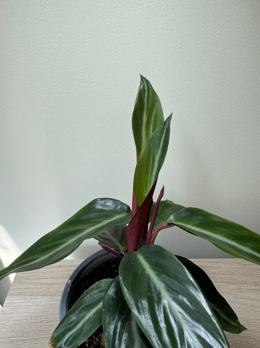 Stromanthe Sanguinea Sound
